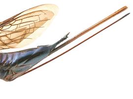   Sirex longicauda  ovipositor; photo by H. Goulet, CNC 
